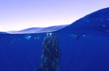 Whale Shark & Manta Ray Snorkel -(May-Sept) Only 10pp per Boat