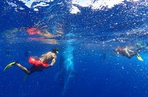 Whale Shark & Manta Ray Snorkel -(May-Sept) Only 10pp per Boat
