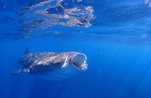 Whale Shark & Manta Ray Snorkel -(May-Sept) Only 10pp per Boat