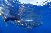 Whale Shark & Manta Ray Snorkel -(May-Sept) Only 10pp per Boat