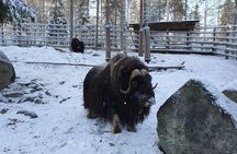 Guided Ranua Wildlife Park tour with Lunch, Small group adventure