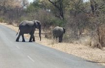 2 Days in Hwange National Park from Victoria Falls 