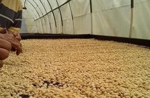 Tour Guatape and Coffee