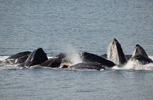 Spacious Catamaran Guaranteed Whales!