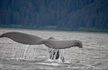 Spacious Catamaran Guaranteed Whales!