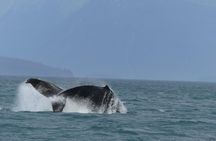 Spacious Catamaran Guaranteed Whales!