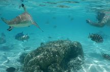 Boat tour 1/2 day Excursion in the lagoon of Moorea