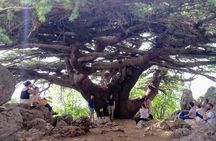 Guided Small-Group Tour to Qadisha, Bcharee & Cedars with Lunch 