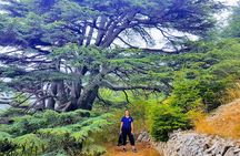 Guided Full-Day Private Trip to Cedars, Baalbek and Chateau Ksara 
