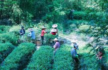 Wuyishan One Day Tour - Wuyi Mountain