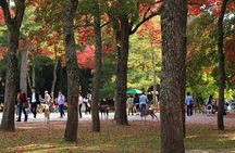 All must-sees in 3 hours - Nara Park Classic Tour! From JR Nara!