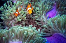 Full-Day Racha Noi and Racha Yai Snorkeling from Phuket