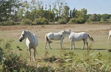 Camargue 4x4 Safari Day