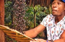 Waterfalls, Coffee, Hotsprings, Food Cuisine, & Serval Wildlife 
