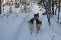 Husky safari