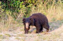 Safari at Wilpattu National Park from Negombo (All inclusive day tour)