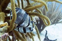 Full-Day Playa del Carmen Reef Diving Activity