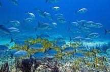Full-Day Playa del Carmen Reef Diving Activity