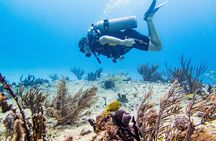 Full-Day Playa del Carmen Reef Diving Activity