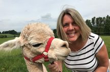 Walking with Alpacas