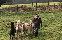 Walking with Alpacas