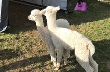 Walking with Alpacas