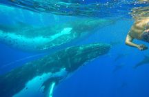 Half day whale tour 4h00