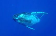 Half day whale tour 4h00