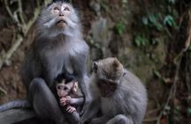 All-Inclusive Ubud Private Tour