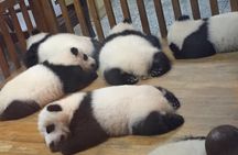 Private Day Tour to Chengdu Panda Base by Round-way Bullet Train from Xian