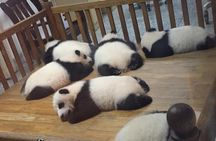 Private Day Tour to Chengdu Panda Base by Round-way Bullet Train from Xian