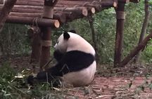 Private Day Tour to Chengdu Panda Base by Round-way Bullet Train from Xian