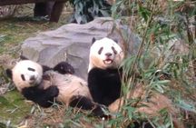 Private Day Tour to Chengdu Panda Base by Round-way Flight from Beijing