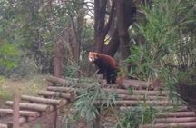 Private Day Tour to Chengdu Panda Base by Round-way Flight from Beijing