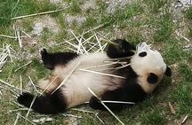 Private Day Tour to Chengdu Panda Base by Round-way Flight from Beijing