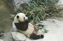 Private Day Tour to Chengdu Panda Base by Round-way Flight from Beijing