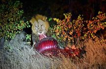 Kruger National Park Night Safari minimum 4people 