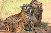 Private 5 Days Delhi Agra Jaipur Ranthambhore Tour From Delhi 