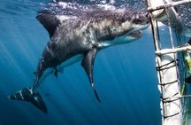 Shark Cage Diving - Adventure Meets Conservation!