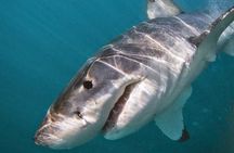 Shark Cage Diving - Adventure Meets Conservation!