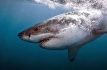 Shark Cage Diving - Adventure Meets Conservation!