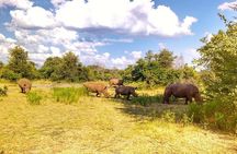 Game Drive into the Musi Otunya National Park