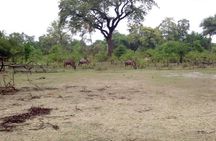 Game Drive into the Musi Otunya National Park