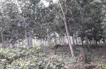 Visit Cocoa & Rubber Plantation-Traditional Ivoirian Village with Local Lunch!