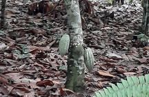 Visit Cocoa & Rubber Plantation-Traditional Ivoirian Village with Local Lunch!