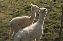 Walking with Alpacas