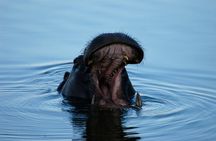 2 Hours Sunset Cruise along the Zambezi River