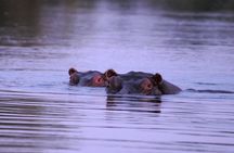 2 Hours Sunset Cruise along the Zambezi River