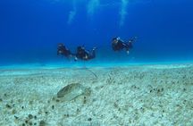 Basic Diver - Bautismo