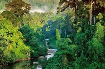 Sinharaja Rain Forest Guided Day Tour From Colombo and Negombo